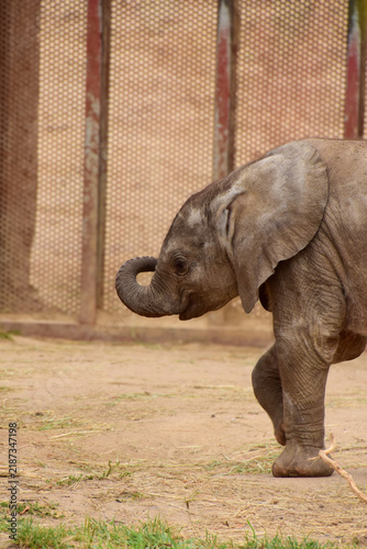 Photography Close Up of a Baby Elephant