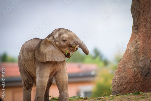 Canvas Print Close Up of a Baby Elephant
