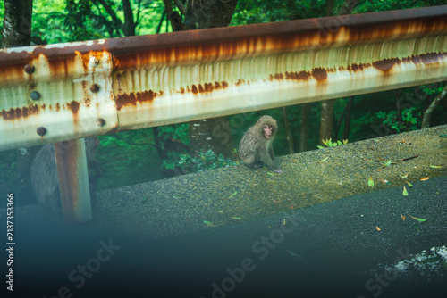 Canvastavla 屋久島・西部林道の野生の屋久島猿（屋久猿）