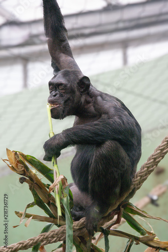 Принти на полотні Close Up Shot of a Chimpanzee Eating