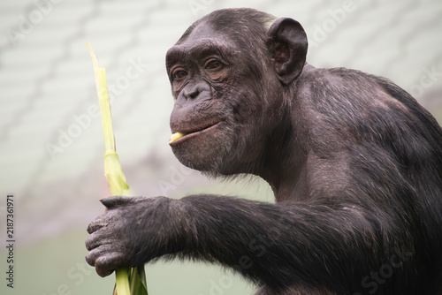 Fotografía Close Up Shot of a Chimpanzee Eating