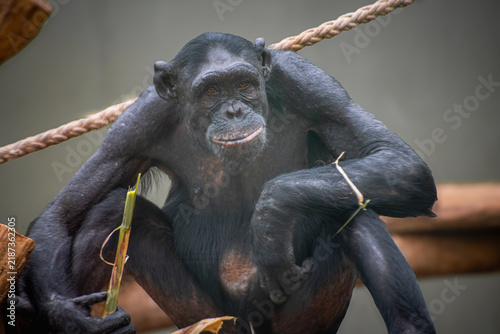 Cuadro en lienzo Close Up Shot of a Chimpanzee Eating