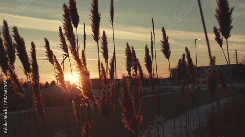 Reeds swaying in the wind at golden hour sunset