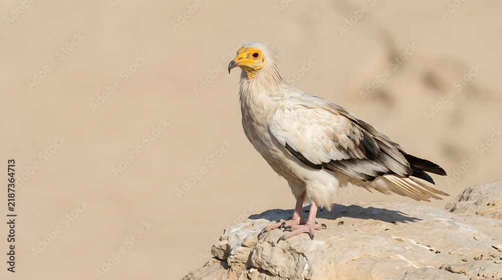 Fototapeta premium Egyptian vulture standing on limestone rock in bright sunlight isolated on white background.
