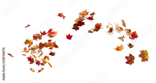  Watercolor painting of autumn leaves in warm fall colors scattered gracefully on transparent background