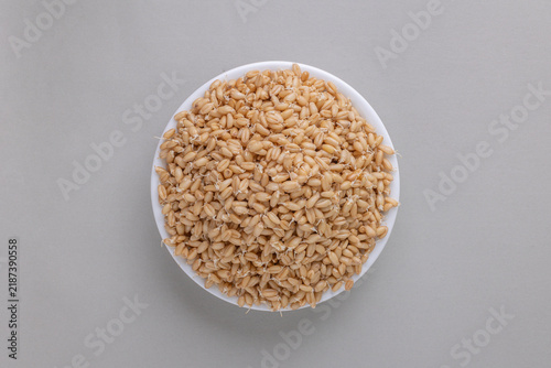 Konstfotografi Sprouted Wheat Berries with Small White Rootlets in a    white bowl    with grey background