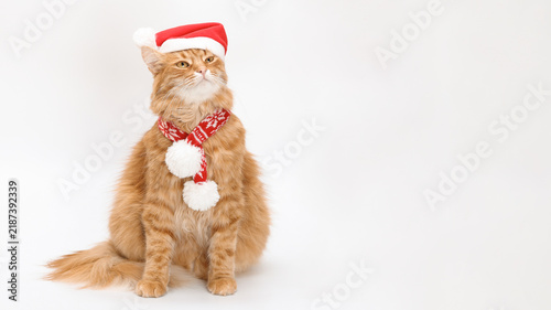 Cute ginger cat wearing red santa hat and knitted christmas scarf on white background for holiday greeting card, funny pet xmas poster concept with copy space.