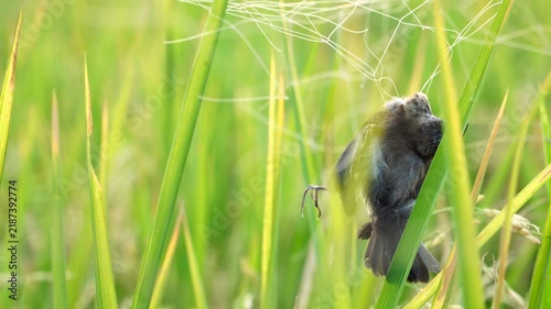 Closeup of a dead sparrow (Lonchura) trapped in an agricultural pest net against blurred green rice leaves.