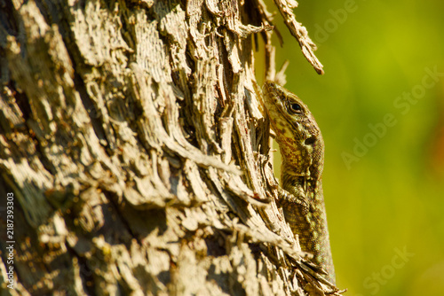 Принти на полотні Common wall lizard basking in sunlight on the rough bark of a grapevine, with it