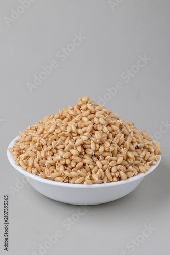 Canvastavla Sprouted Wheat Berries with Small White Rootlets in a white bowl with grey background