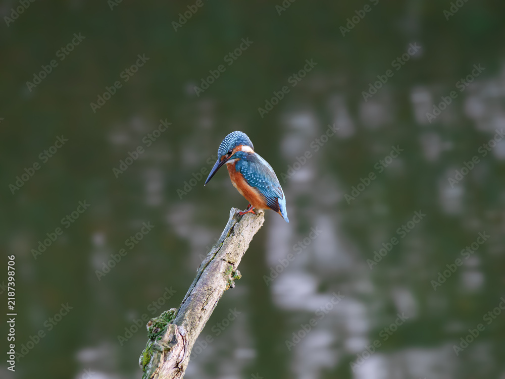 Obraz premium A small blue bird perched on a thin tree branch.