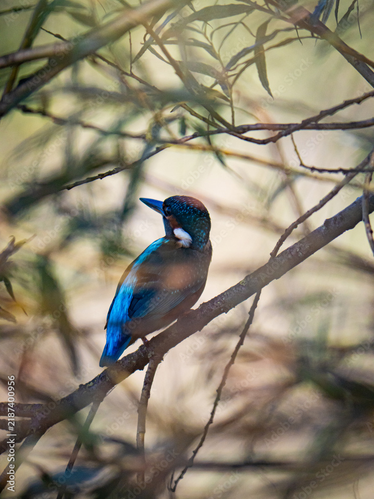 Fototapeta premium A blue jay perched on a tree branch.