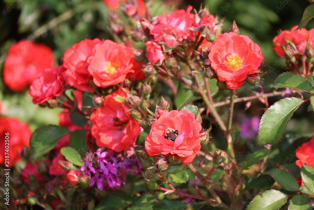 Fototapeta premium A cute bumble bee pollinating a vibrant pink garden rose bush.