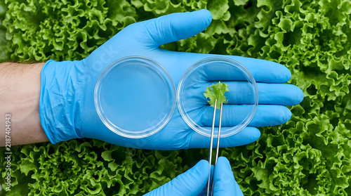scientist testing lettuce sample in petri dish for agricultural research