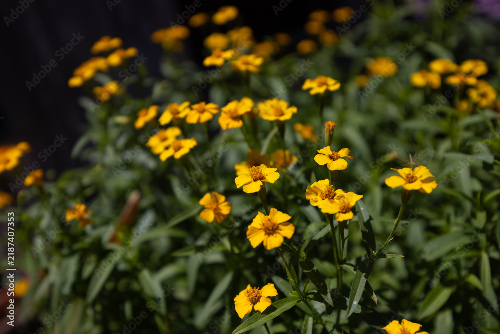 Obraz premium Tickseed Wildflowers (Coreopsis) in Florida Field, Yellow Blooms with Soft Blurred Background and Dark Negative Space