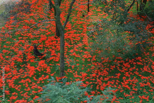 Fototapeta 情熱の花
