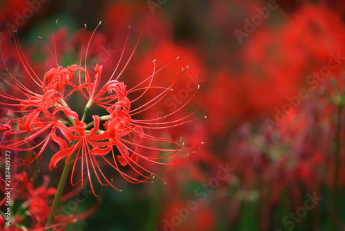 Fototapeta 情熱の花