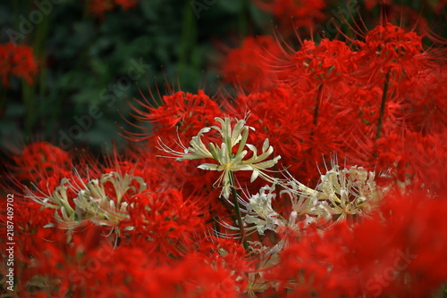 Fototapeta 情熱の花