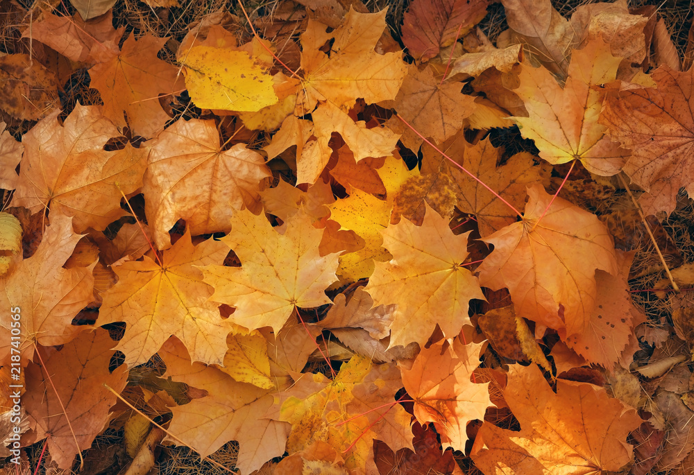 Obraz premium Beautiful autumn nature background. fallen yellow-orange dry tree leaves close up lying on earth. symbol of fall time, autumn season atmosphere. template for design. flat lay