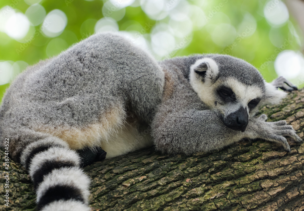 Obraz premium A ring-tailed lemur sleeping soundly on a tree trunk with dappled light in the background