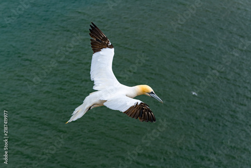 Foto Adult Northern gannet (Morus bassanus) gliding above the North Sea at Bempton Cliffs, East Yorkshire, England, photographed from above in August