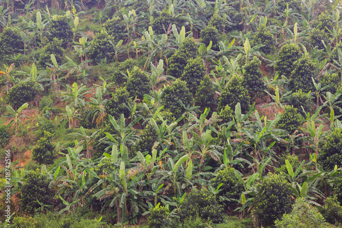 Canvastavla Steep hill slope with a banana plantation, densely overgrown with tropical vegetation