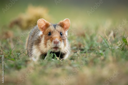 Fotografie European hamster looking forward in green grass meadow