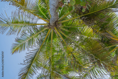 Cocotiers dans les Caraïbes vus de dessous avec un ciel bleu.