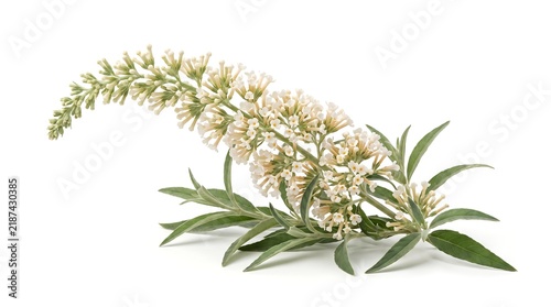 A beautiful sprig of white butterfly bush flowers isolated on a white background.