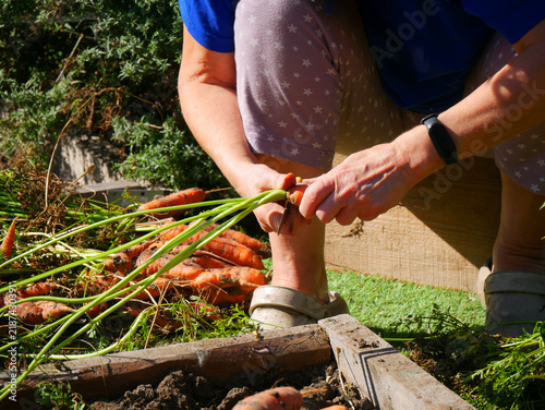Gardener cleaning freshly harvested carrots by hand in vegetable garden