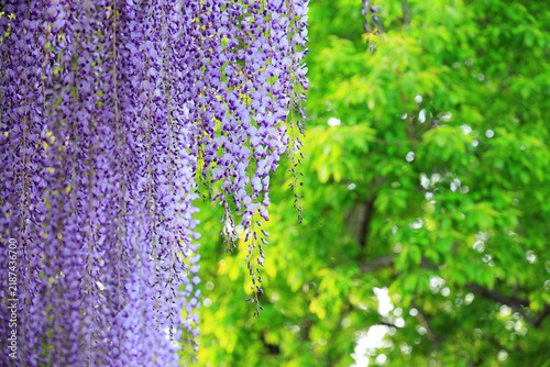 満開の藤の花
