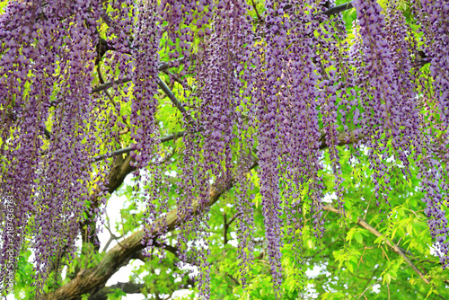 満開の藤の花