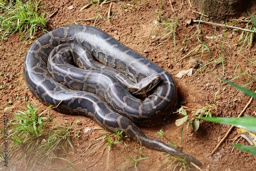 Obraz na płótnie Burmese python on sandy ground outdoors
