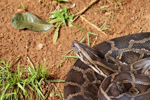 Canvastavla Burmese python on sandy ground outdoors