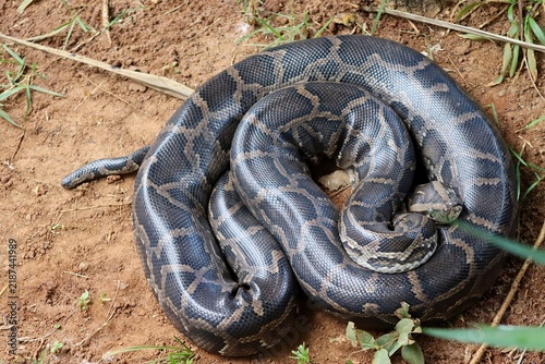 Konstfotografi Burmese python on sandy ground outdoors