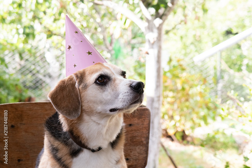 birthday dog ​​in a festive hat