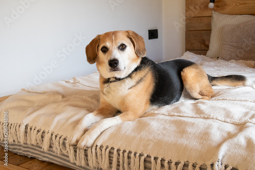 Beagle dog lying on the bed