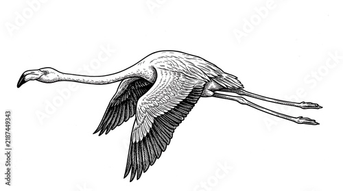 Illustration of a crane in flight with outstretched wings and long curved neck in monochrome lineart.