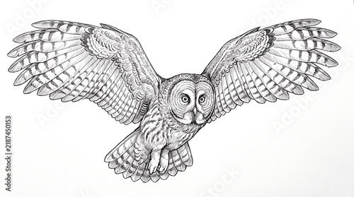 Detailed black and white illustration of an owl in flight with outstretched wings and focused gaze.