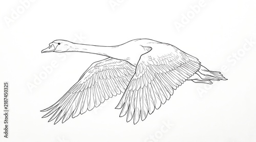Sketch of a flying goose with outstretched wings in midair, a graceful wildlife illustration.