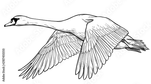 Sketch of a graceful swan in mid flight with outstretched wings over a calm scene.
