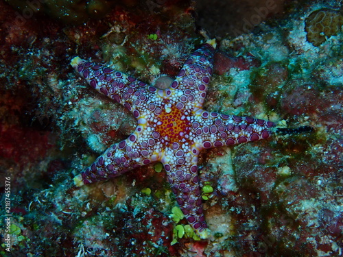 Foto Mosaic Sea Star Fromia monilis on Coral Reef