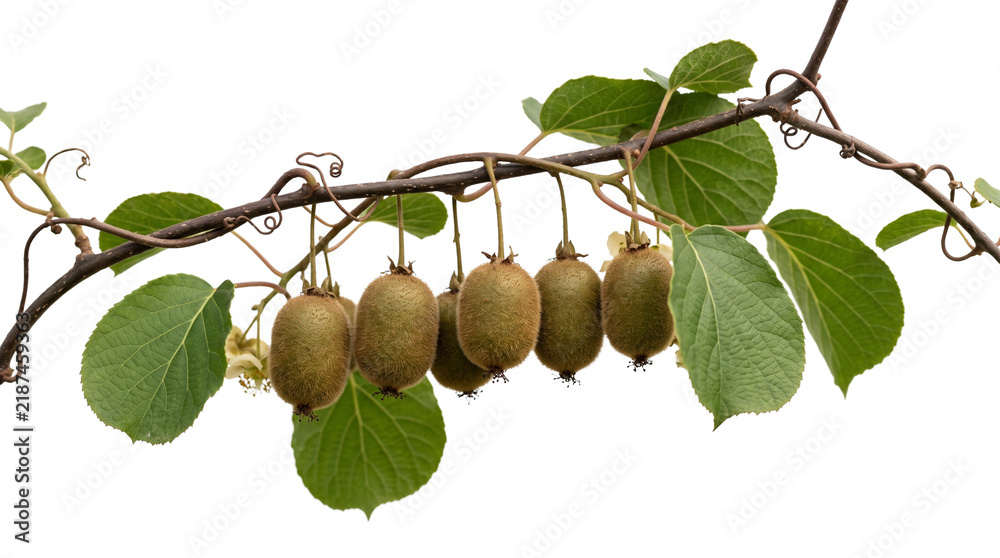 Fototapeta premium Fresh kiwi fruit hanging on vine with green leaves. Organic kiwifruit branch on white background. Tropical fruit farm harvest.