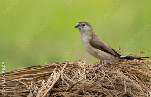 Indian silverbill or white-throated munia (Euodice malabarica)