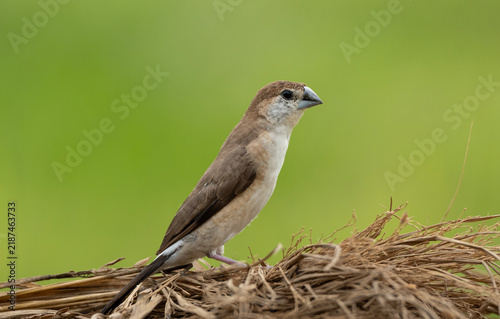 White-throated munia (Euodice malabarica)