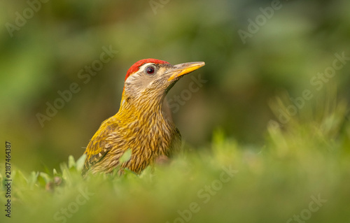Close-up portrait of a Streak-throated Woodpecker (Picus xanthopygaeus).
