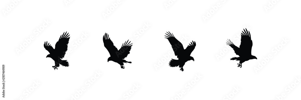 Fototapeta premium Four flying eagle birds silhouette in different dynamic wing positions on a pure white background eagles