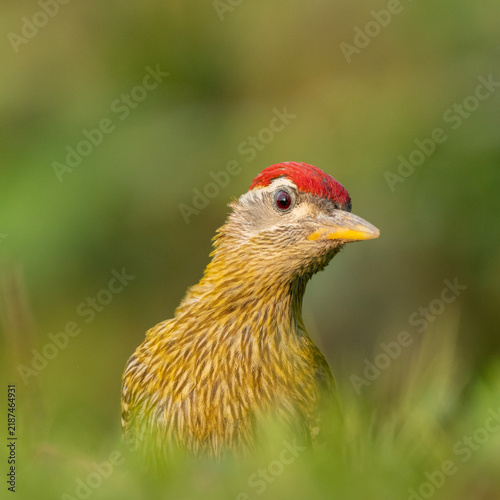 Close-up portrait of a Streak-throated Woodpecker (Picus xanthopygaeus).