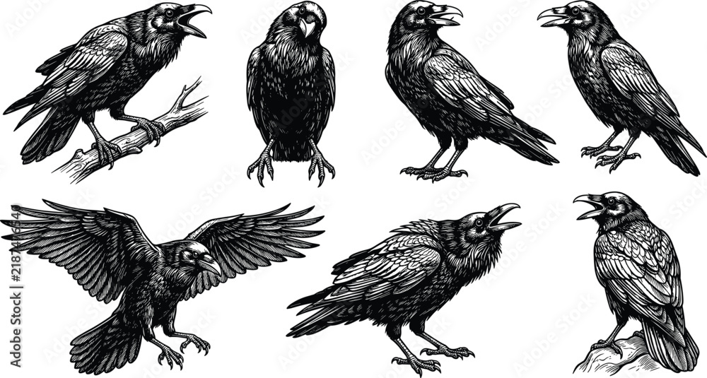Fototapeta premium Vintage Raven And Crow Engraving Vector Illustration Set Featuring Black Birds In Flight Perching And Cawing Poses For Halloween Gothic Graphic Designs