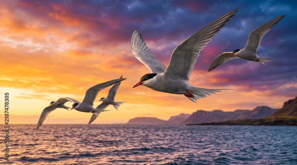 Naklejka premium Arctic terns on their long journey, Arctic terns flying over ocean at sunset near rocky coastline 